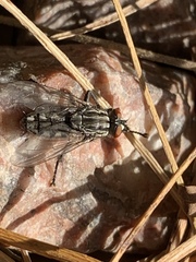Sarcophagidae