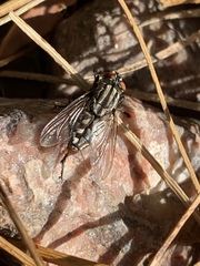 Sarcophagidae