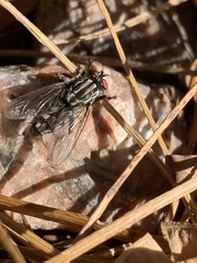 Sarcophagidae