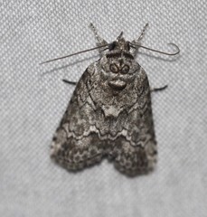 Nycteola polycyma