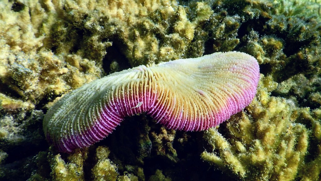 Photo of Mushroom coral (Fungia fungites)