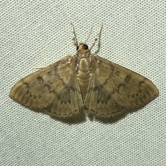 Psara obscuralis