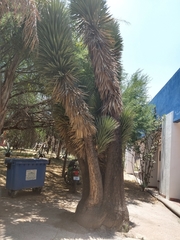 Yucca decipiens