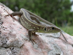 Lacerta trilineata major