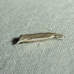Raphiptera argillaceellus