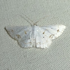 Scopula lautaria