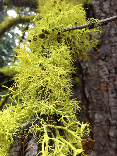 iNaturalist observation photo of Brown-eyed Wolf Lichen