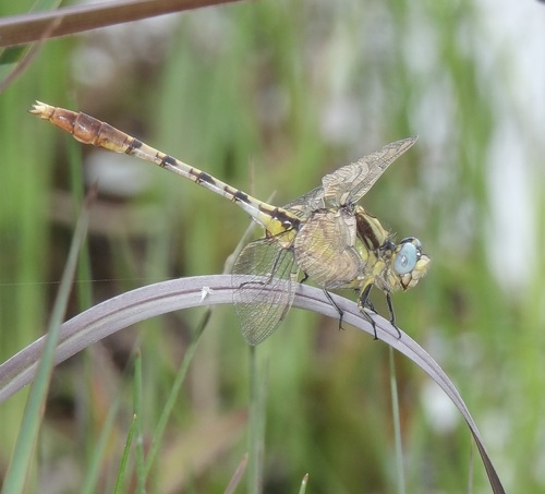 Stillwater Clubtail photo 2