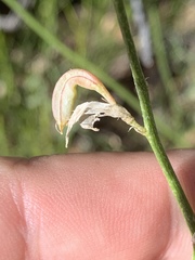 Astragalus remotus