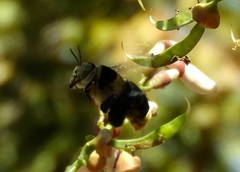 Centris flavofasciata