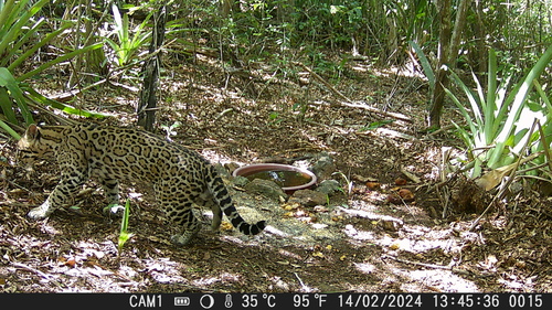 Ocelot