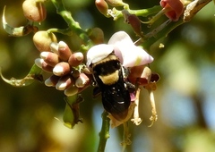 Centris flavofasciata