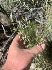 Astragalus remotus