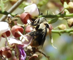 Centris flavofasciata