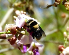 Centris flavofasciata