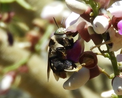 Centris flavofasciata