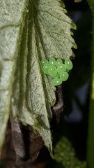 Smerinthus ocellata