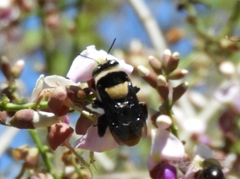 Centris flavofasciata