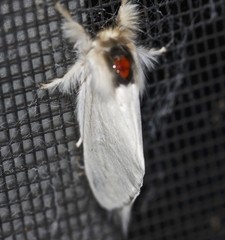 Trichiocercus mesomelas