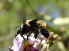 Centris flavofasciata