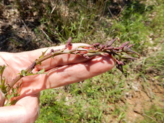 Lactuca ludoviciana
