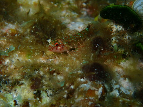 Roughhead triplefin (Enneanectes boehlkei) — Tripterygiidae