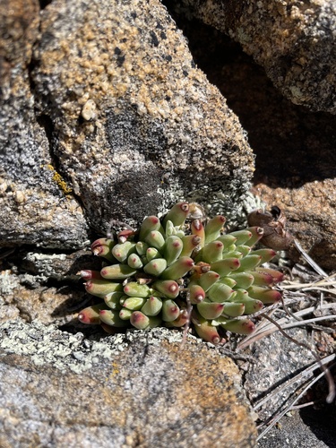 Dudleya pauciflora
