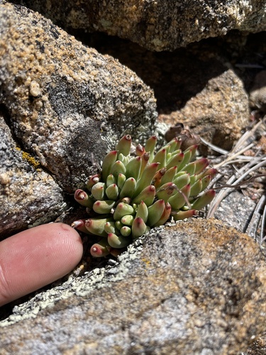 Dudleya pauciflora
