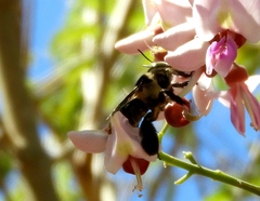 Centris flavofasciata
