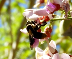 Centris flavofasciata