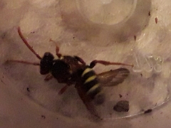 Nomada marshamella