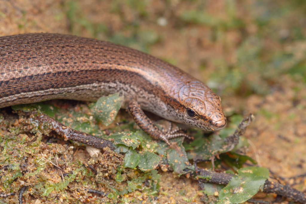 Dark-flecked Garden Sunskink (Lampropholis delicata)