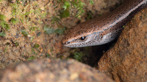 Dark-flecked garden sunskink, Lampropholis delicata