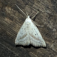 Macrochilo hypocritalis