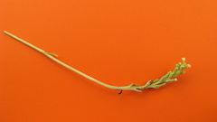 Discyphus scopulariae