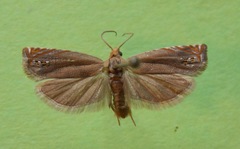 Hystrichophora taleana