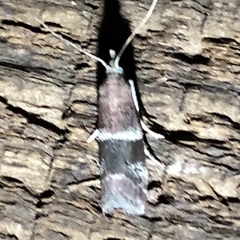 Moodna ostrinella