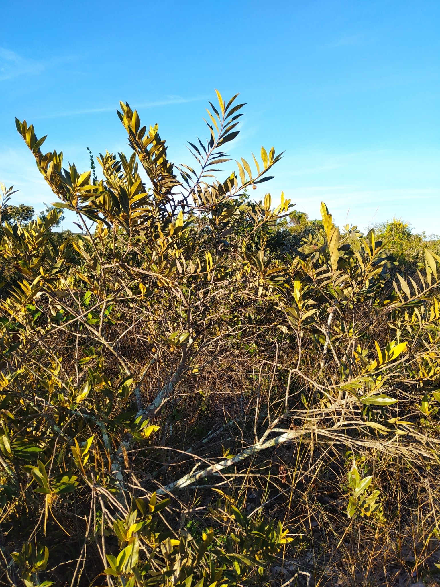 Imagem de Araticum-do-cerrado