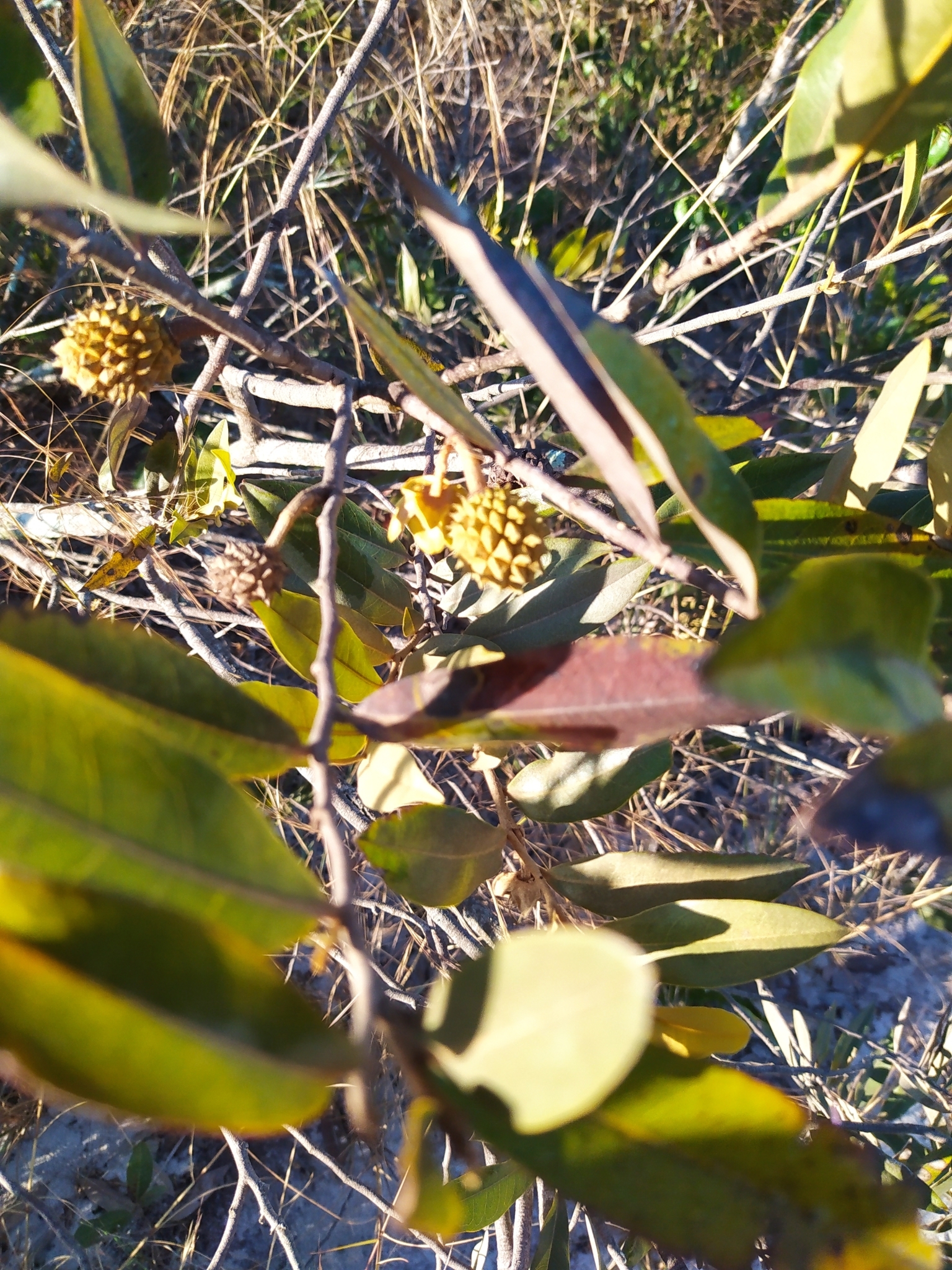 Imagem de Araticum-do-cerrado