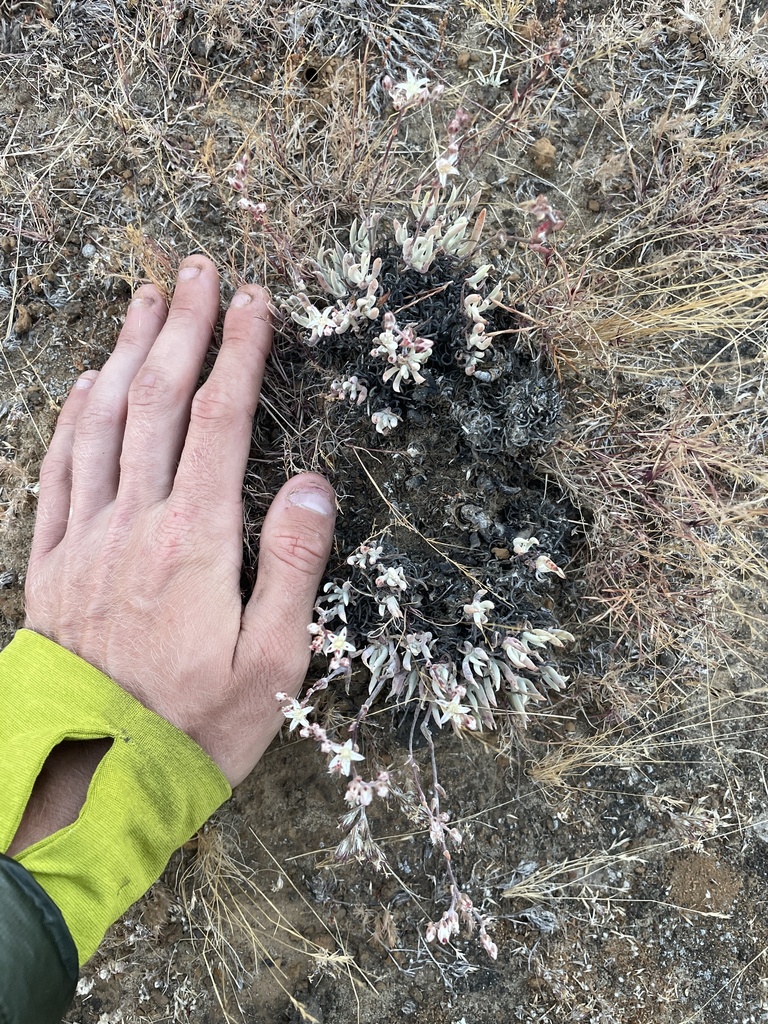 Dudleya attenuata