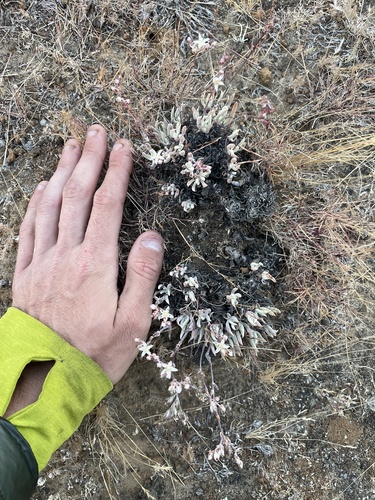 Dudleya attenuata