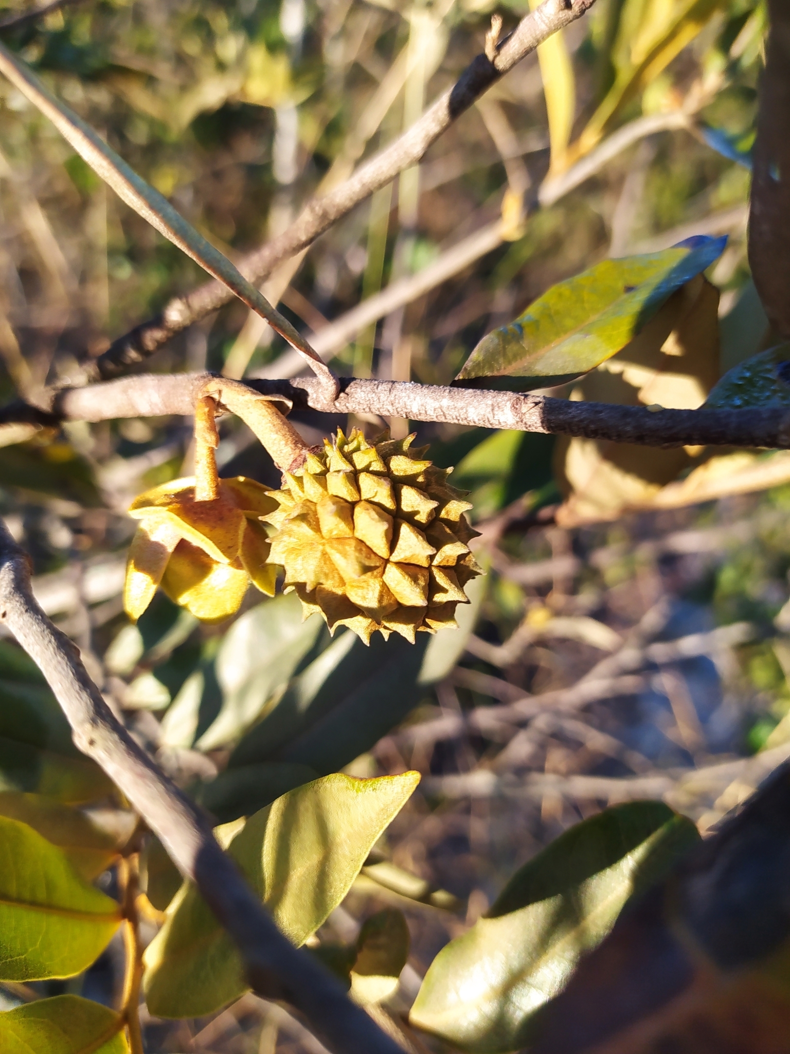 Imagem de Araticum-do-cerrado