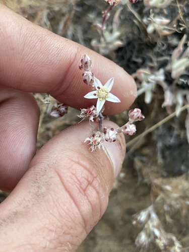 Dudleya attenuata