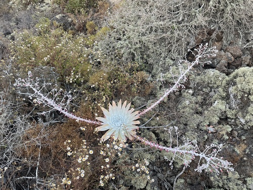 Dudleya anthonyi