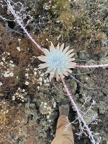 Dudleya anthonyi