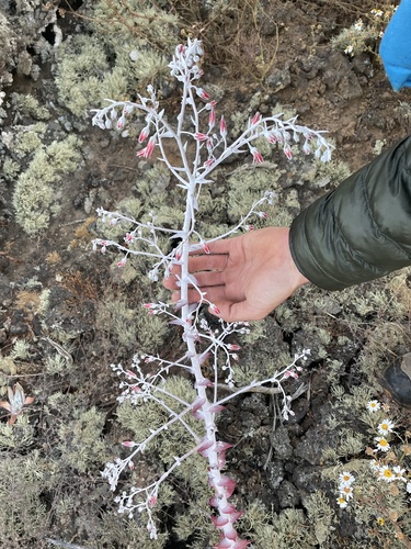 Dudleya anthonyi