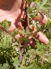 Lactuca ludoviciana