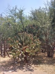 Opuntia tomentosa