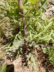 Lactuca ludoviciana
