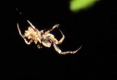 Wagneriana